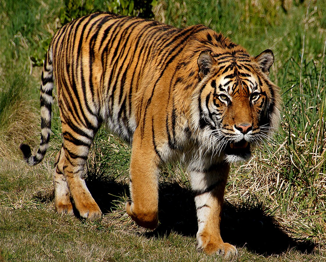 tigres de Sumatra